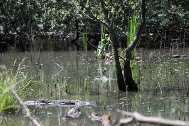 Durgun suyun yakınındaki bir dala tünemiş kuş, sakin bir doğal ortamda yemyeşil bitki örtüsüyle çevrili.