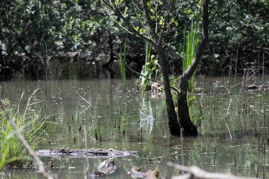 Durgun suyun yakınındaki bir dala tünemiş kuş, sakin bir doğal ortamda yemyeşil bitki örtüsüyle çevrili.