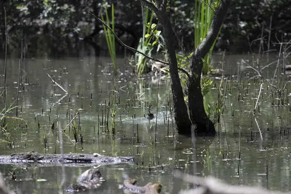 Durgun suyun yakınındaki bir dala tünemiş kuş, sakin bir doğal ortamda yemyeşil bitki örtüsüyle çevrili.