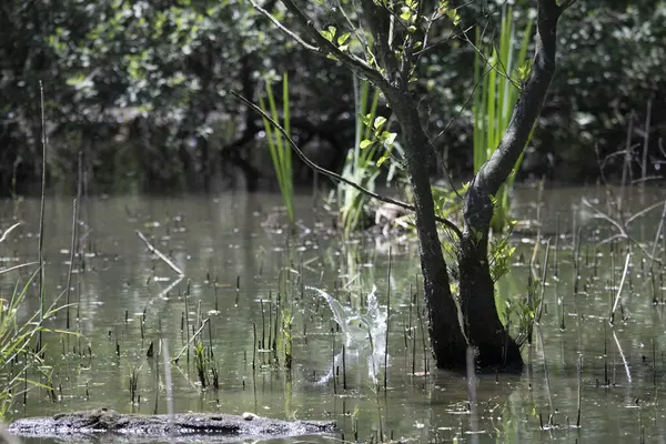 Durgun suyun yakınındaki bir dala tünemiş kuş, sakin bir doğal ortamda yemyeşil bitki örtüsüyle çevrili.