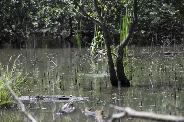 Durgun suyun yakınındaki bir dala tünemiş kuş, sakin bir doğal ortamda yemyeşil bitki örtüsüyle çevrili.