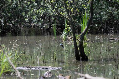Durgun suyun yakınındaki bir dala tünemiş kuş, sakin bir doğal ortamda yemyeşil bitki örtüsüyle çevrili.