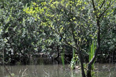 Durgun suyun yakınındaki bir dala tünemiş kuş, sakin bir doğal ortamda yemyeşil bitki örtüsüyle çevrili.