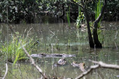 Durgun suyun yakınındaki bir dala tünemiş kuş, sakin bir doğal ortamda yemyeşil bitki örtüsüyle çevrili.