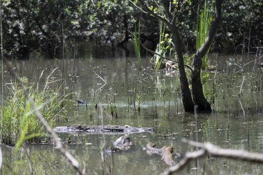 Durgun suyun yakınındaki bir dala tünemiş kuş, sakin bir doğal ortamda yemyeşil bitki örtüsüyle çevrili.