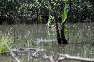 Durgun suyun yakınındaki bir dala tünemiş kuş, sakin bir doğal ortamda yemyeşil bitki örtüsüyle çevrili.
