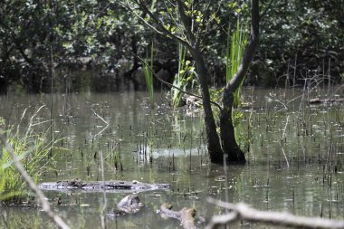 Durgun suyun yakınındaki bir dala tünemiş kuş, sakin bir doğal ortamda yemyeşil bitki örtüsüyle çevrili.