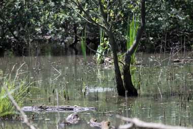 Durgun suyun yakınındaki bir dala tünemiş kuş, sakin bir doğal ortamda yemyeşil bitki örtüsüyle çevrili.