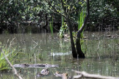 Durgun suyun yakınındaki bir dala tünemiş kuş, sakin bir doğal ortamda yemyeşil bitki örtüsüyle çevrili.