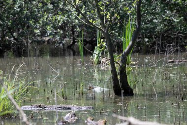 Durgun suyun yakınındaki bir dala tünemiş kuş, sakin bir doğal ortamda yemyeşil bitki örtüsüyle çevrili.
