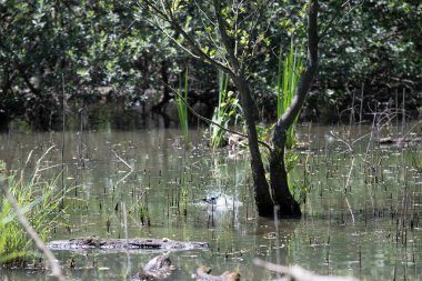 Durgun suyun yakınındaki bir dala tünemiş kuş, sakin bir doğal ortamda yemyeşil bitki örtüsüyle çevrili.