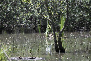 Durgun suyun yakınındaki bir dala tünemiş kuş, sakin bir doğal ortamda yemyeşil bitki örtüsüyle çevrili.