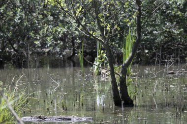 Durgun suyun yakınındaki bir dala tünemiş kuş, sakin bir doğal ortamda yemyeşil bitki örtüsüyle çevrili.