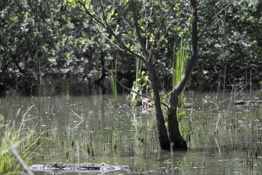 Durgun suyun yakınındaki bir dala tünemiş kuş, sakin bir doğal ortamda yemyeşil bitki örtüsüyle çevrili.