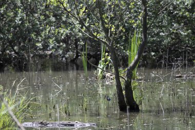 Durgun suyun yakınındaki bir dala tünemiş kuş, sakin bir doğal ortamda yemyeşil bitki örtüsüyle çevrili.