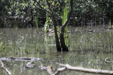 Durgun suyun yakınındaki bir dala tünemiş kuş, sakin bir doğal ortamda yemyeşil bitki örtüsüyle çevrili.