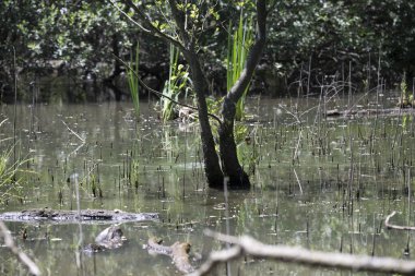 Durgun suyun yakınındaki bir dala tünemiş kuş, sakin bir doğal ortamda yemyeşil bitki örtüsüyle çevrili.