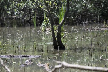 Durgun suyun yakınındaki bir dala tünemiş kuş, sakin bir doğal ortamda yemyeşil bitki örtüsüyle çevrili.