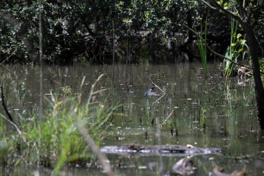 Durgun suyun yakınındaki bir dala tünemiş kuş, sakin bir doğal ortamda yemyeşil bitki örtüsüyle çevrili.