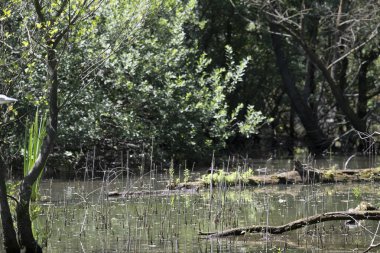 Durgun suyun yakınındaki bir dala tünemiş kuş, sakin bir doğal ortamda yemyeşil bitki örtüsüyle çevrili.