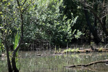 Durgun suyun yakınındaki bir dala tünemiş kuş, sakin bir doğal ortamda yemyeşil bitki örtüsüyle çevrili.
