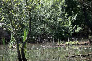 Durgun suyun yakınındaki bir dala tünemiş kuş, sakin bir doğal ortamda yemyeşil bitki örtüsüyle çevrili.