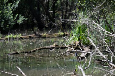Durgun suyun yakınındaki bir dala tünemiş kuş, sakin bir doğal ortamda yemyeşil bitki örtüsüyle çevrili.
