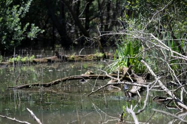 Durgun suyun yakınındaki bir dala tünemiş kuş, sakin bir doğal ortamda yemyeşil bitki örtüsüyle çevrili.