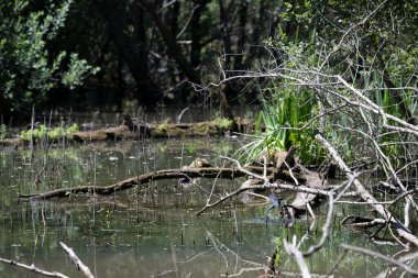 Durgun suyun yakınındaki bir dala tünemiş kuş, sakin bir doğal ortamda yemyeşil bitki örtüsüyle çevrili.