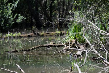 Durgun suyun yakınındaki bir dala tünemiş kuş, sakin bir doğal ortamda yemyeşil bitki örtüsüyle çevrili.