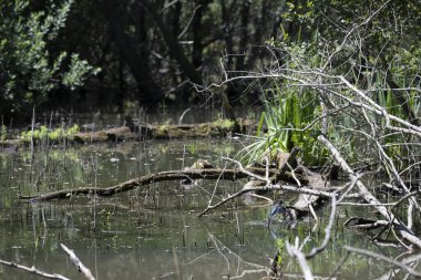 Durgun suyun yakınındaki bir dala tünemiş kuş, sakin bir doğal ortamda yemyeşil bitki örtüsüyle çevrili.