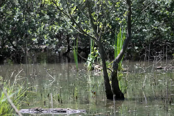 Durgun suyun yakınındaki bir dala tünemiş kuş, sakin bir doğal ortamda yemyeşil bitki örtüsüyle çevrili.