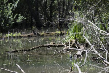 Durgun suyun yakınındaki bir dala tünemiş kuş, sakin bir doğal ortamda yemyeşil bitki örtüsüyle çevrili.