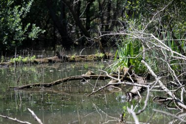 Durgun suyun yakınındaki bir dala tünemiş kuş, sakin bir doğal ortamda yemyeşil bitki örtüsüyle çevrili.