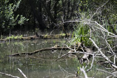 Durgun suyun yakınındaki bir dala tünemiş kuş, sakin bir doğal ortamda yemyeşil bitki örtüsüyle çevrili.
