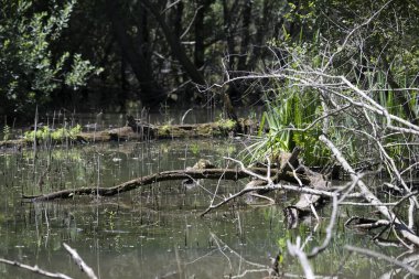 Durgun suyun yakınındaki bir dala tünemiş kuş, sakin bir doğal ortamda yemyeşil bitki örtüsüyle çevrili.