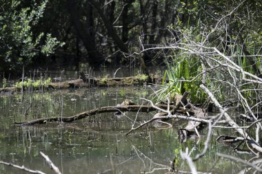 Durgun suyun yakınındaki bir dala tünemiş kuş, sakin bir doğal ortamda yemyeşil bitki örtüsüyle çevrili.