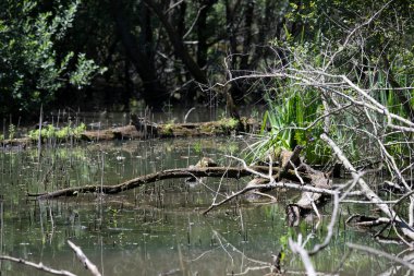 Durgun suyun yakınındaki bir dala tünemiş kuş, sakin bir doğal ortamda yemyeşil bitki örtüsüyle çevrili.