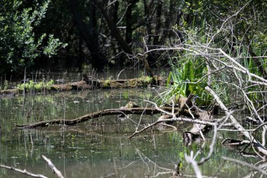 Durgun suyun yakınındaki bir dala tünemiş kuş, sakin bir doğal ortamda yemyeşil bitki örtüsüyle çevrili.