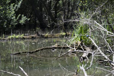 Durgun suyun yakınındaki bir dala tünemiş kuş, sakin bir doğal ortamda yemyeşil bitki örtüsüyle çevrili.