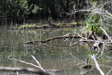Durgun suyun yakınındaki bir dala tünemiş kuş, sakin bir doğal ortamda yemyeşil bitki örtüsüyle çevrili.