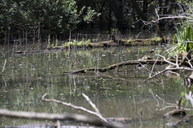 Durgun suyun yakınındaki bir dala tünemiş kuş, sakin bir doğal ortamda yemyeşil bitki örtüsüyle çevrili.