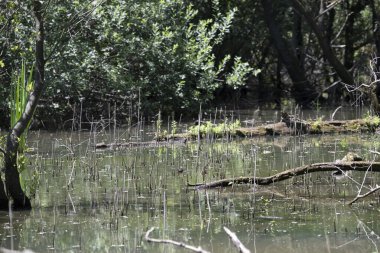 Durgun suyun yakınındaki bir dala tünemiş kuş, sakin bir doğal ortamda yemyeşil bitki örtüsüyle çevrili.