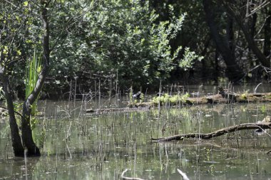 Durgun suyun yakınındaki bir dala tünemiş kuş, sakin bir doğal ortamda yemyeşil bitki örtüsüyle çevrili.