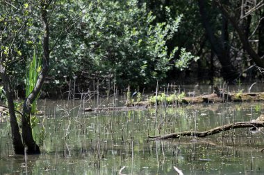 Durgun suyun yakınındaki bir dala tünemiş kuş, sakin bir doğal ortamda yemyeşil bitki örtüsüyle çevrili.