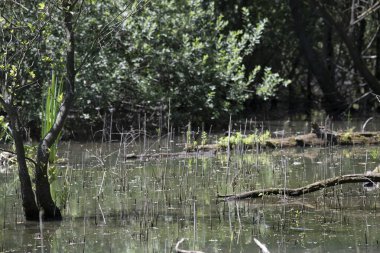 Durgun suyun yakınındaki bir dala tünemiş kuş, sakin bir doğal ortamda yemyeşil bitki örtüsüyle çevrili.