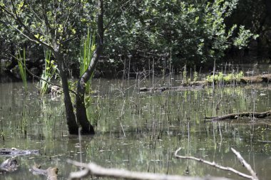 Durgun suyun yakınındaki bir dala tünemiş kuş, sakin bir doğal ortamda yemyeşil bitki örtüsüyle çevrili.