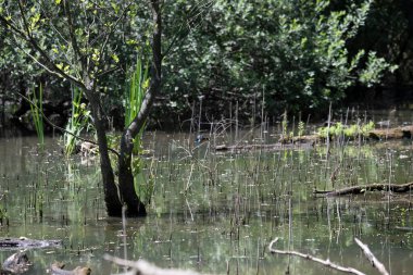 Durgun suyun yakınındaki bir dala tünemiş kuş, sakin bir doğal ortamda yemyeşil bitki örtüsüyle çevrili.