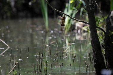 Durgun suyun yakınındaki bir dala tünemiş kuş, sakin bir doğal ortamda yemyeşil bitki örtüsüyle çevrili.