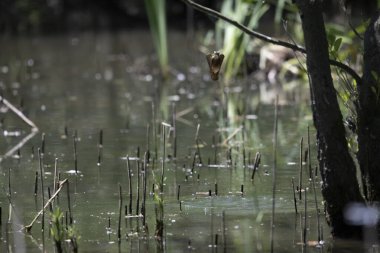 Durgun suyun yakınındaki bir dala tünemiş kuş, sakin bir doğal ortamda yemyeşil bitki örtüsüyle çevrili.